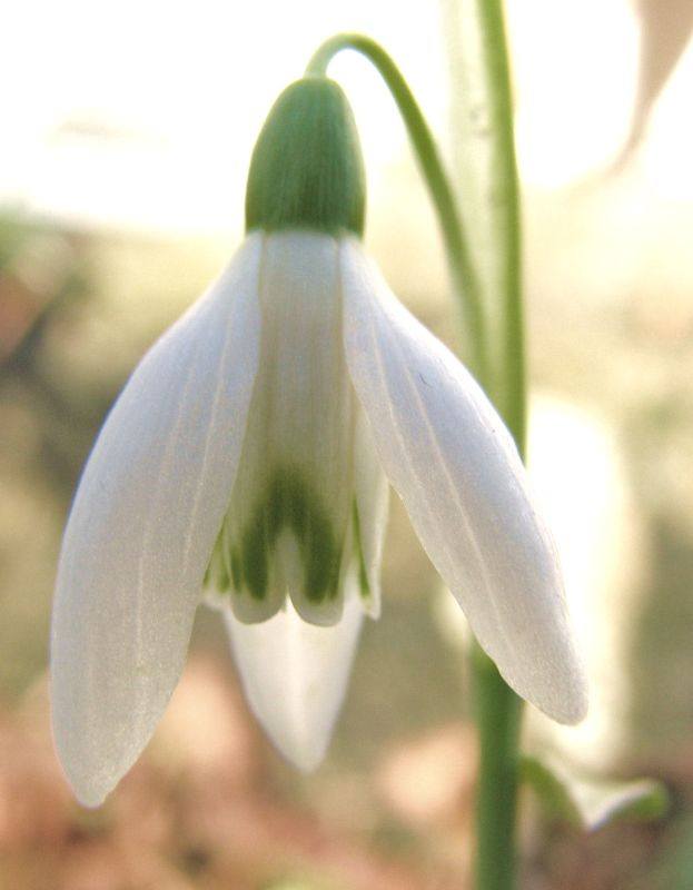 There are a number of legends which tell how snowdrops appear as Brigid walks on the earth. Celebrate Candlemas on February 2nd. A lovely festival that marks the beginning of Spring and is celebrated in all Waldorf schools | www.acornsandtwigs-blog.com